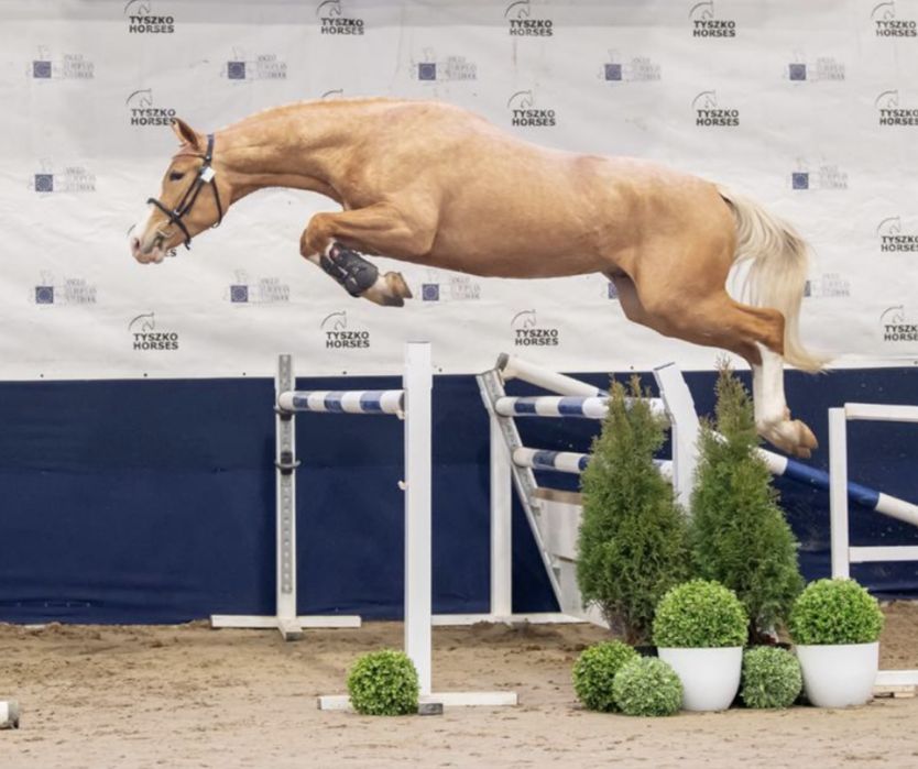 Izabelowata klacz na sprzedaż