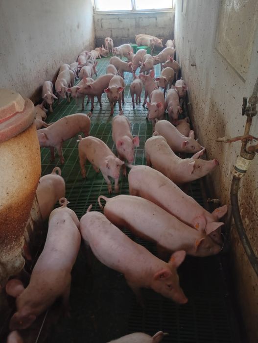 Prosięta 25kg szczepione