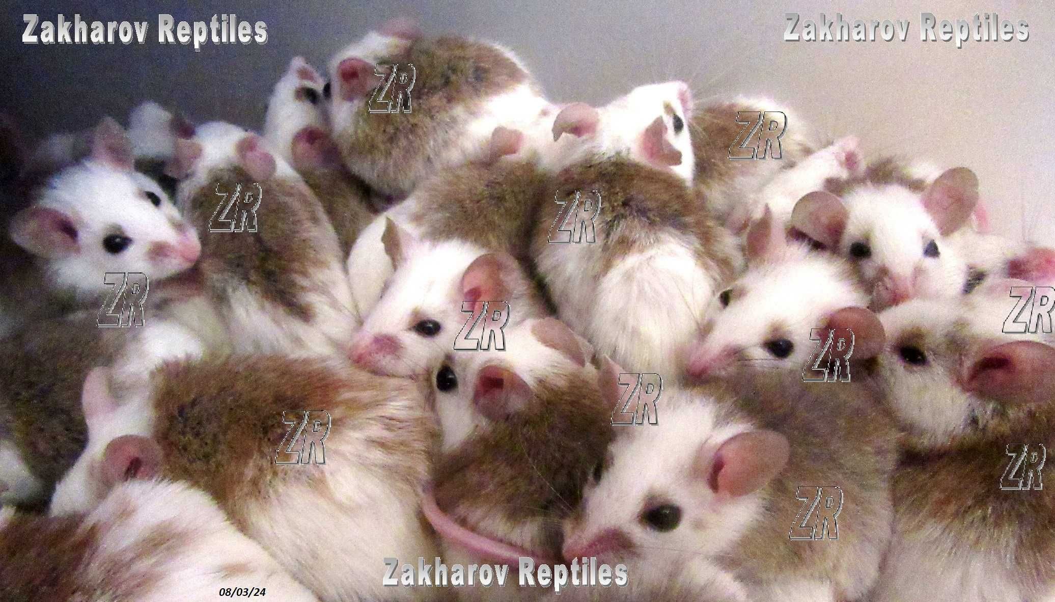 Кормовые крысята - Мастомисы. Киев, от 10 шт.