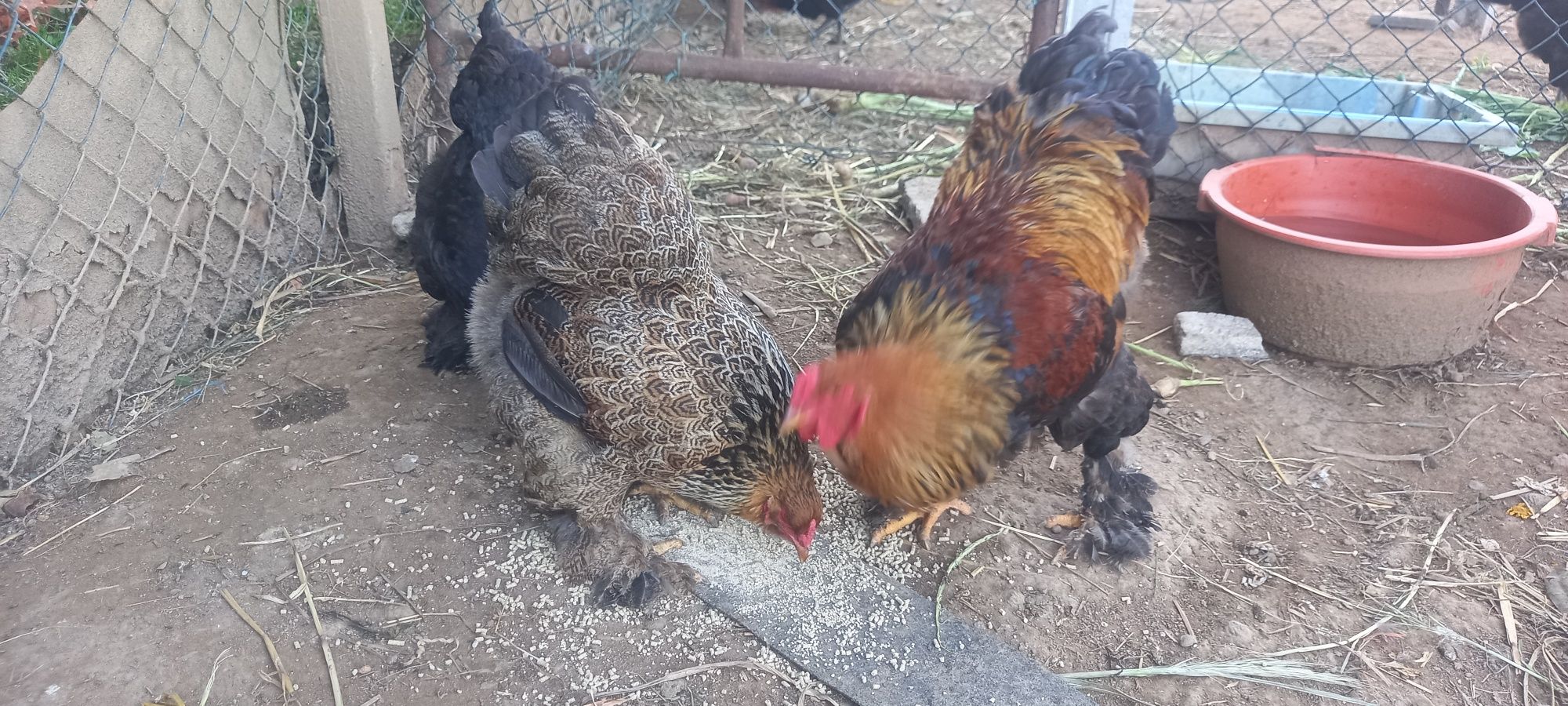 Ovos galados de várias raças de galinhas