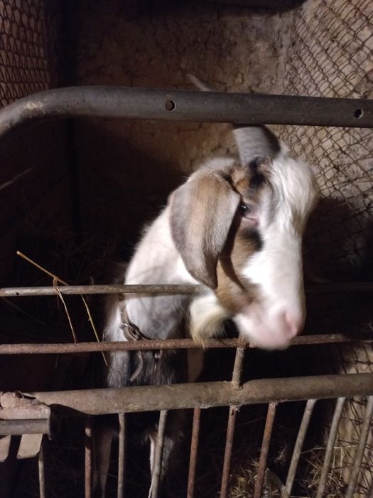 Шукають дім 75%АН ламанча