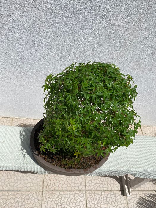 Bonsai Acer Alta qualidade