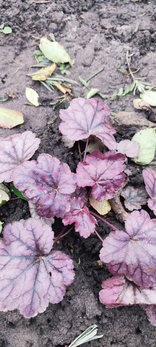 Гейхера гібридна