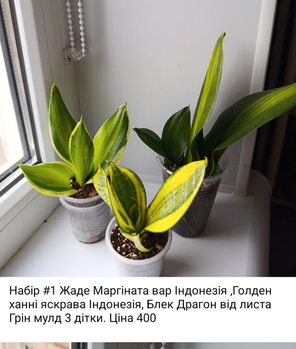 Сансевіерія Філіппіни, Голден ханні, Сільвер Перрот