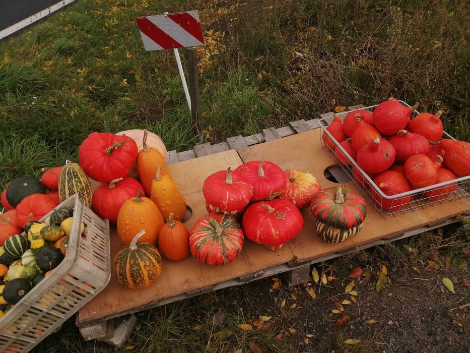 Dynie halloween koperek