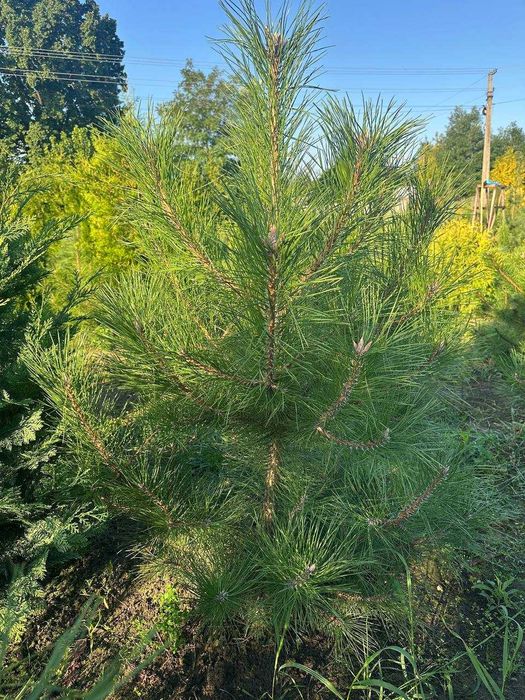 Сосни: Арманда Ра, веймутова, гімалайська, білокора, румелійська,чорна