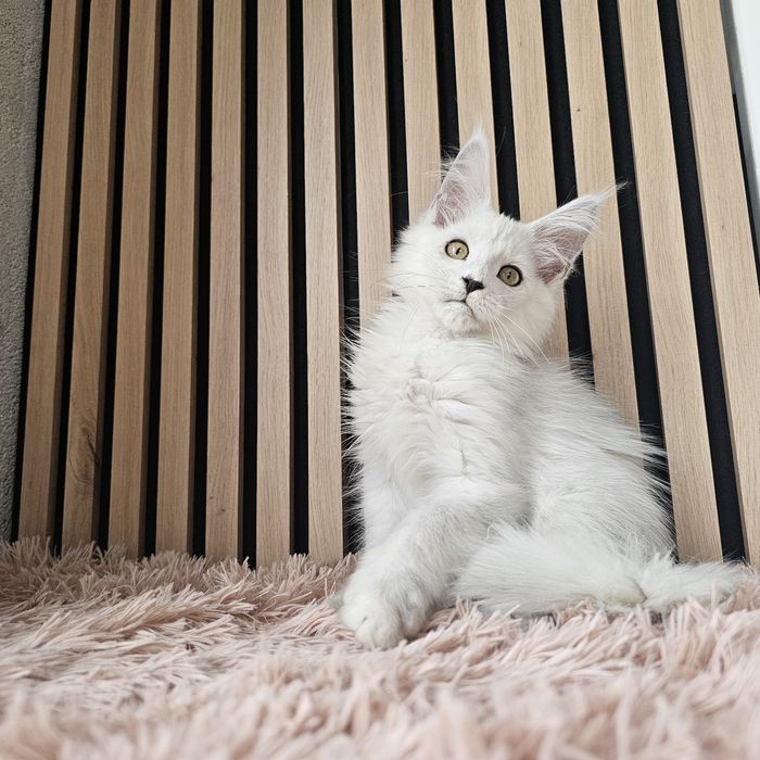 Kocurek Maine coon rodowód fpl hodowlany do hodowli