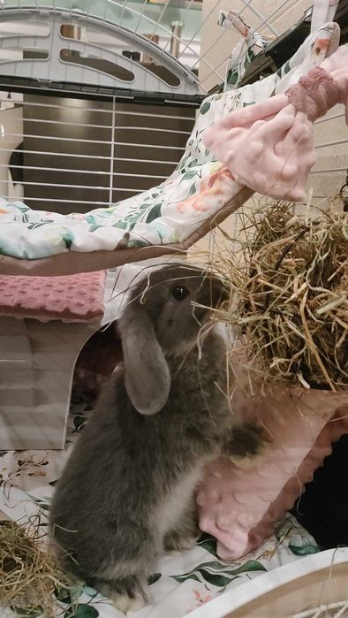 Mini Lop Króliczki Czystej Rasy z WYPRAWKĄ I KSIĄŻECZKĄ ZDROWIA