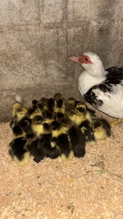 Patos mudos varias idades