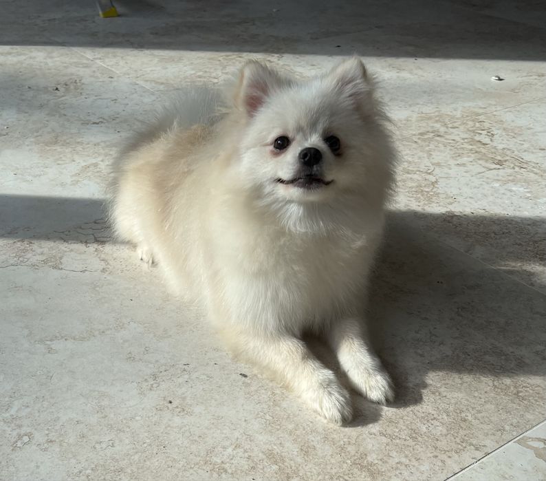 Szpic miniaturowy pomeranian suczka biała-cream