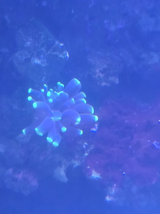 Akwarium morskie życie