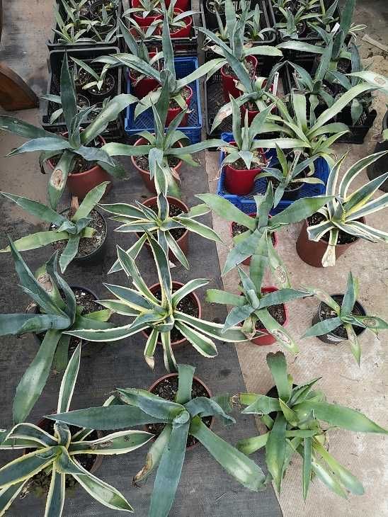 sukulenty gasteria kaktusy