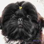 Filhote Macho Shih Tzu