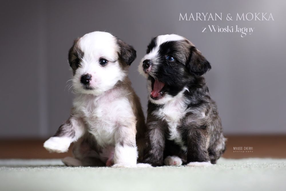 Chiński grzywacz piesek