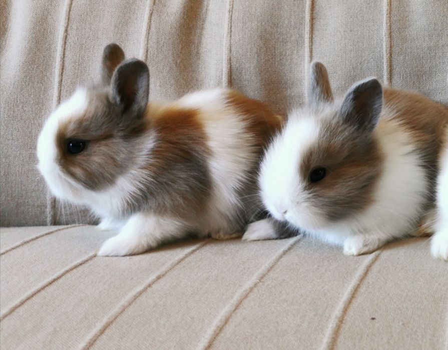 KIT Coelhos anões mini holandês, minitoy e angorá desparasitados