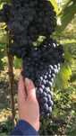Owoce Winigron na wino soki