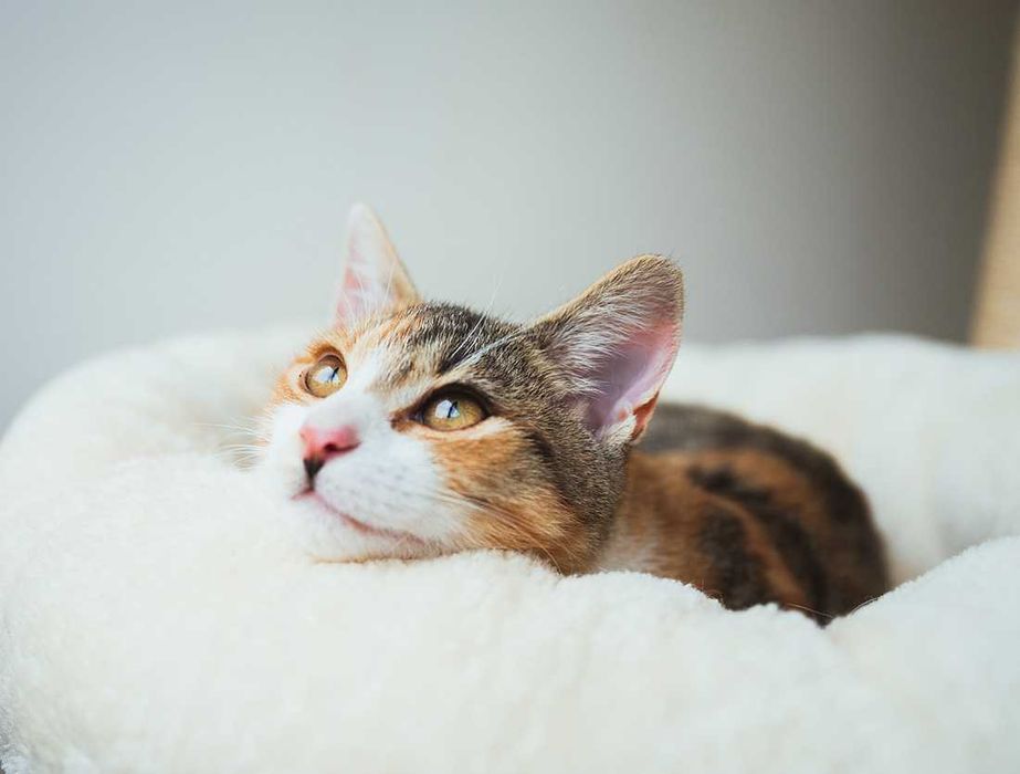 Kot do adopcji - HOLLY - 4-5 miesięcy