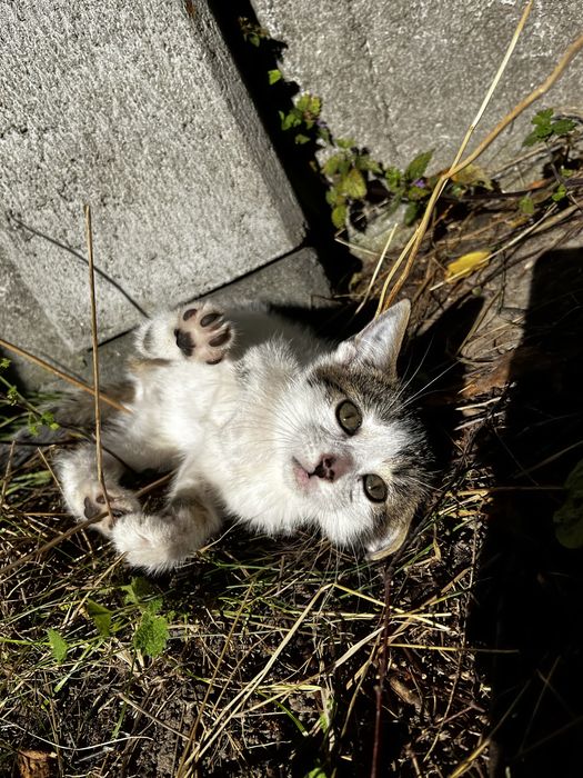 Porzucone!! Trzy milusińskie kotki szukają kochajacego domu