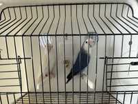 Casal Agapornis Roseicollis
