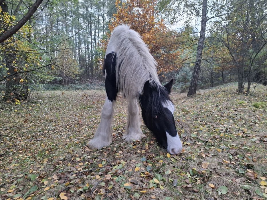 Irish Cob/ Tinker