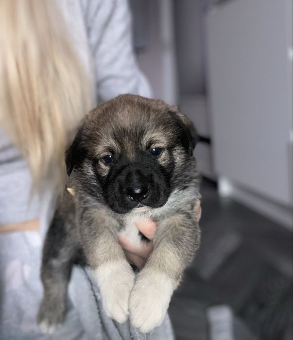 Oddam kundelka w dobre ręce(zarezerwowany )