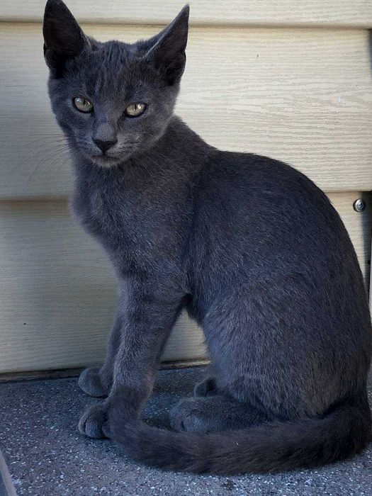 Котеня в добрі руки