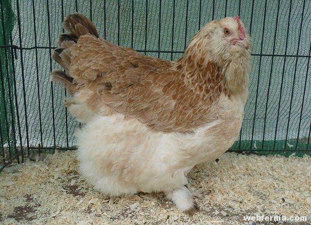 Инкубационное яйцо курицы породы Фавероль