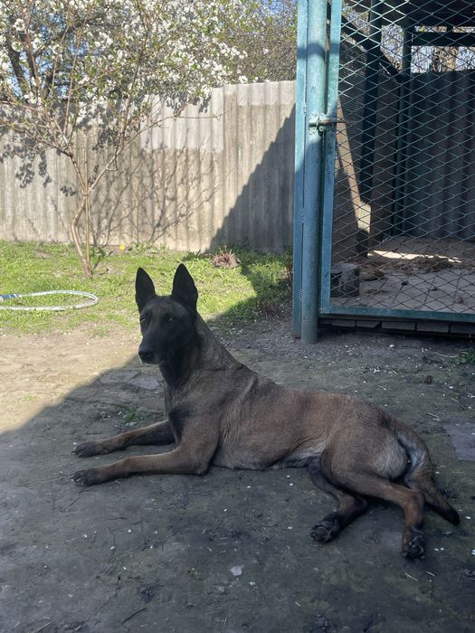 Щенки Бельгійської вівчарки Малінуа