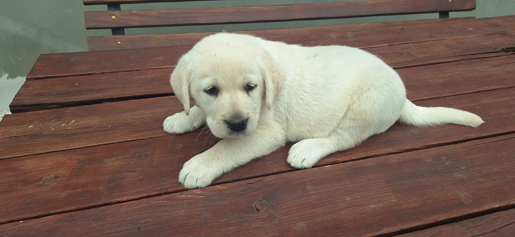 Piesek Labrador retriever