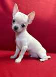Chihuahua piesek z rodowodem