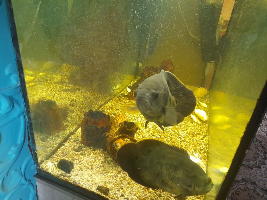 Аквариум,  акваріум