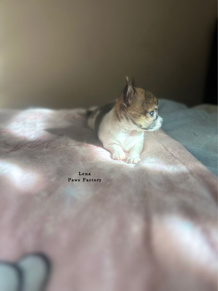 Unikatowa malutka chihuahua biała z pręgami
