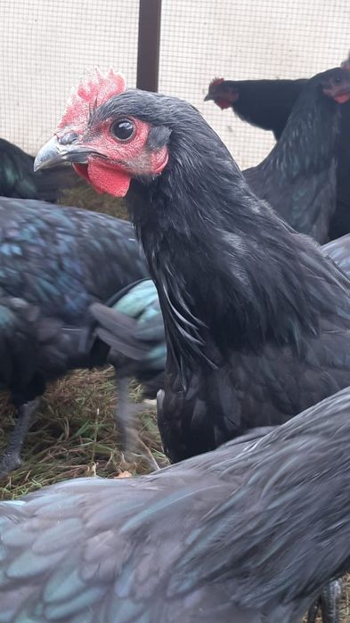Australorp Czarny Koguty