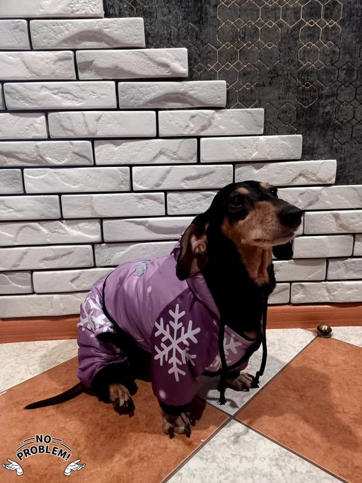 Одяг для собак,  такса