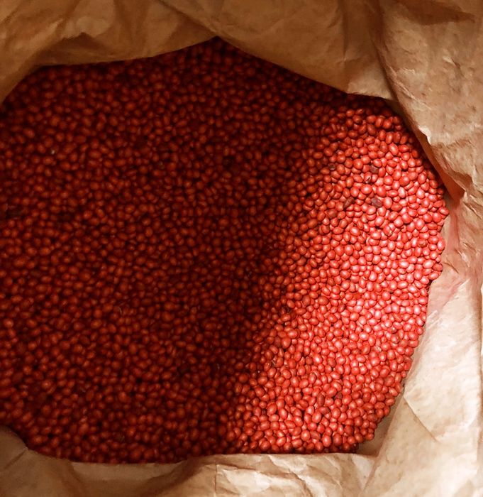 Насіння сої ABEE, ЕЛІТА, канадський трансгенний сорт