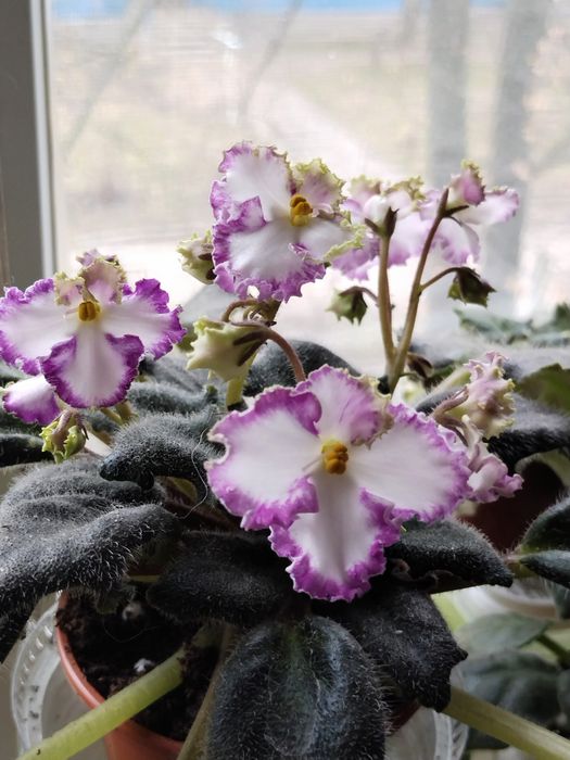 Фіалка кімнатна рослина