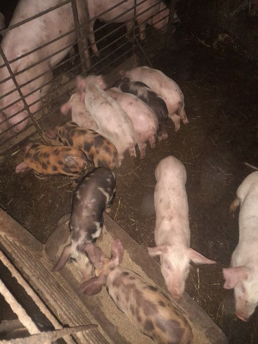 Продам маленьких поросят.