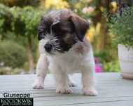 Jack Russell Terrier - piesek z rodowodem ZKwP / FCI