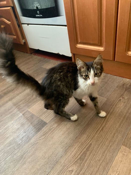 Котик в хороші руки