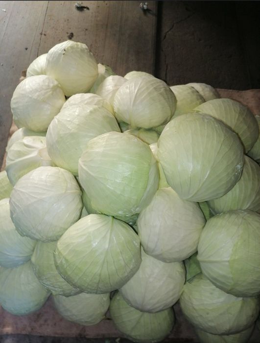 Капуста Агрессор f1 до 10 т