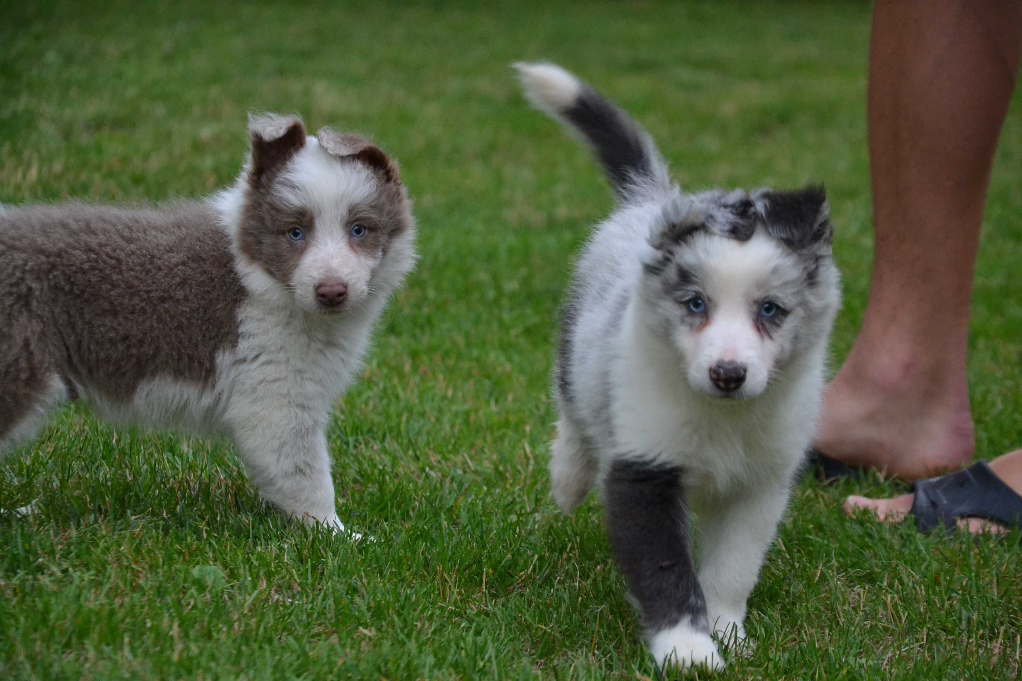 Border Collie red white piesek