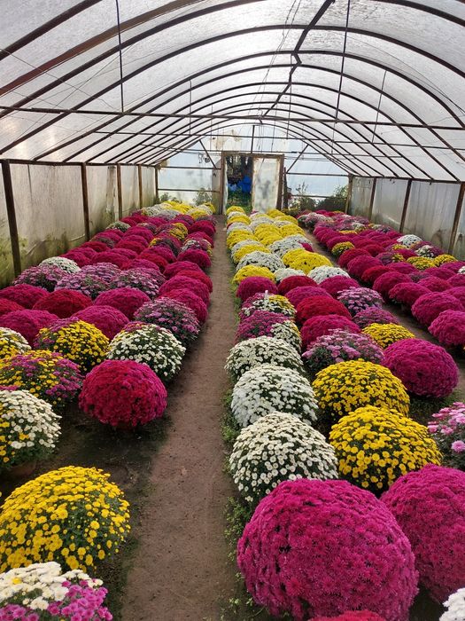 Chryzantemy drobnokwiatowe