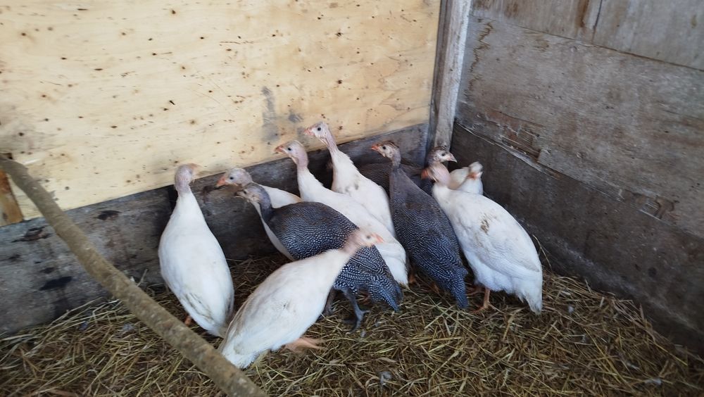 Fracas brancas e cinzas novas