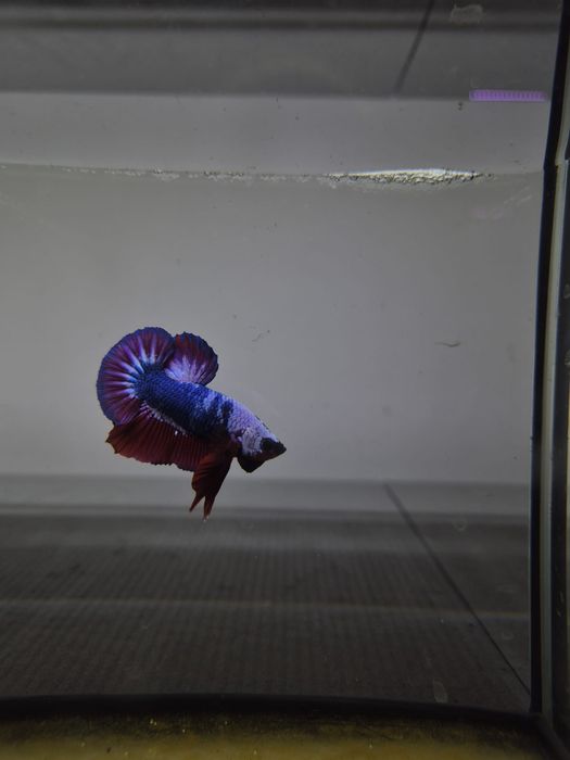 Bojownik HMPK dragon