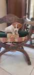 Jack Russell Terier suczka gładkowłosa
