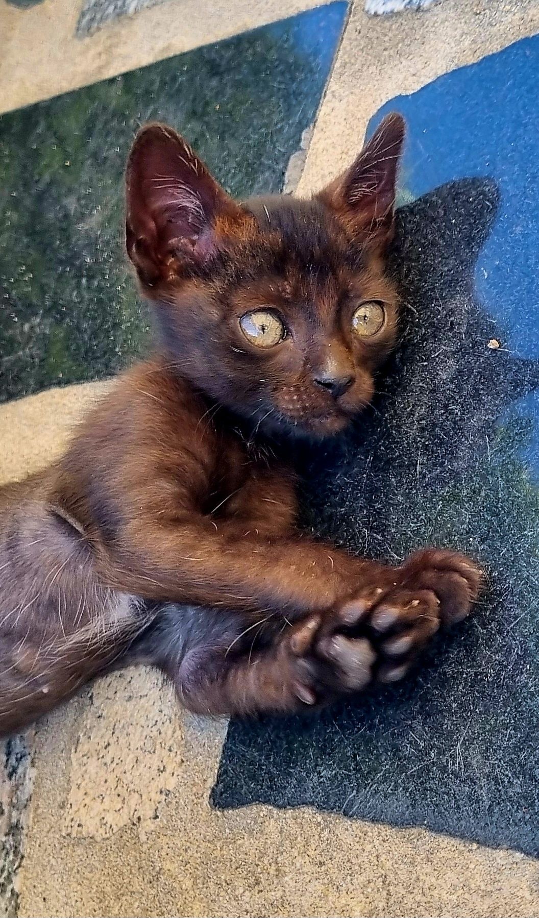 Gatinhos para adoção