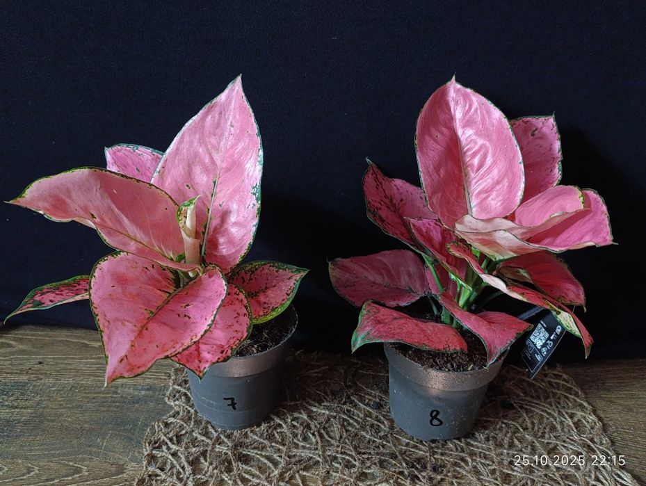 Аглаонема "Расбері Лав" (Aglaonema 'Raspberry Love')