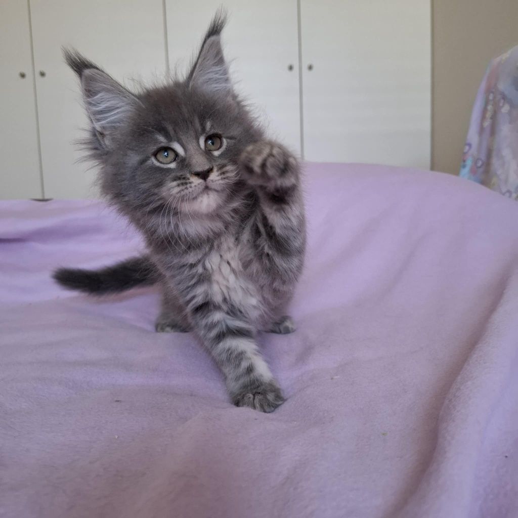 Niebieski kocurek Maine Coon