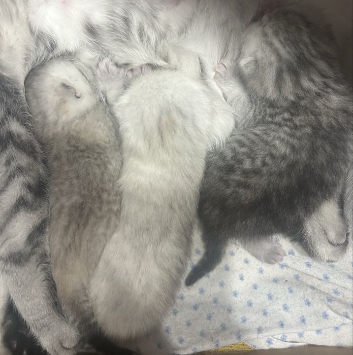 Кошеня британське хлопчик