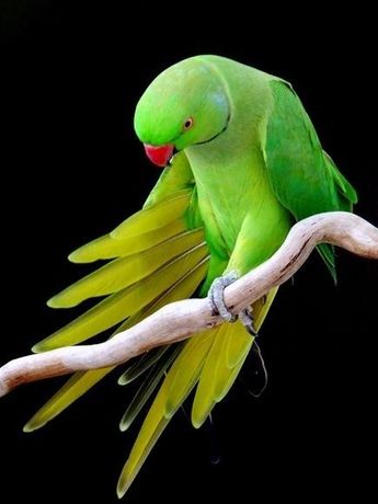 Ожереловые попугаи-малыши